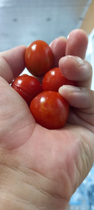 윤충기님의 내 농사 경력 자랑하기 · 참여 작성글 사진