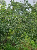 팜모닝 내 농사 경력 자랑하기·참여 게시글 이미지