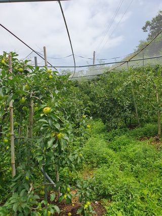 두릅나무17730님의 내 농사 경력 자랑하기 · 참여 작성글 사진