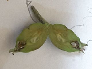 착한소님의 사과 · 병해충상담 작성글 사진