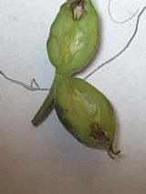 팜모닝 사과·병해충상담 게시글 이미지