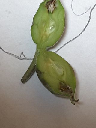 착한소님의 사과 · 병해충상담 작성글 사진