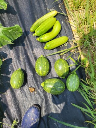 망월리농부님의 내 농사 경력 자랑하기 · 참여 작성글 사진