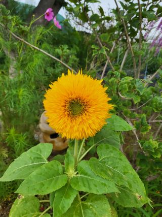망월리농부님의 내 농사 경력 자랑하기 · 참여 작성글 사진