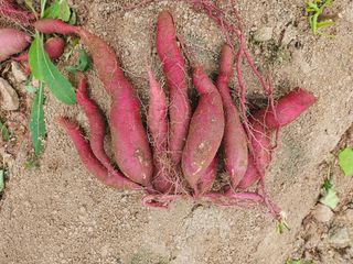 쏭이네농장(현자)님의 내 농사 경력 자랑하기 · 참여 작성글 사진