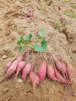 쏭이네농장(현자)님의 내 농사 경력 자랑하기 · 참여 작성글 사진