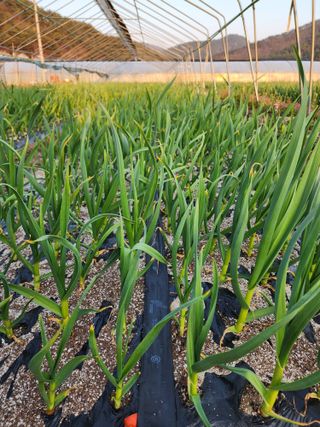 쏭이네농장(현자)님의 내 농사 경력 자랑하기 · 참여 작성글 사진