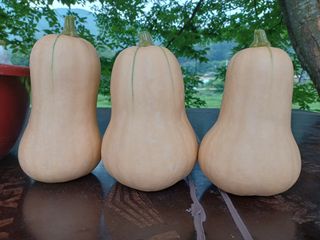 쏭이네농장(현자)님의 내 농사 경력 자랑하기 · 참여 작성글 사진