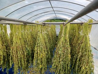 쏭이네농장(현자)님의 내 농사 경력 자랑하기 · 참여 작성글 사진