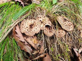 쏭이네농장(현자)님의 내 농사 경력 자랑하기 · 참여 작성글 사진
