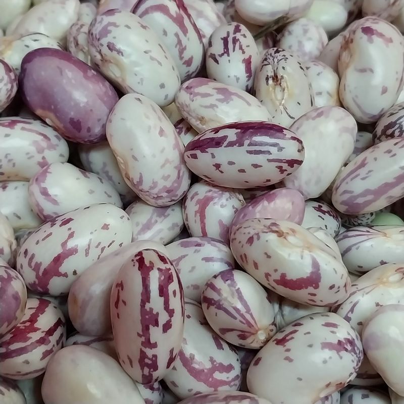 장터 상품 [판매완료넝쿨 호랑밤콩 판매합니다] 썸네일