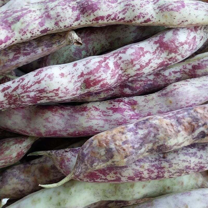 아로대추님의 장터 판매 상품 [판매완료넝쿨 호랑밤콩 판매합니다] 첨부 사진