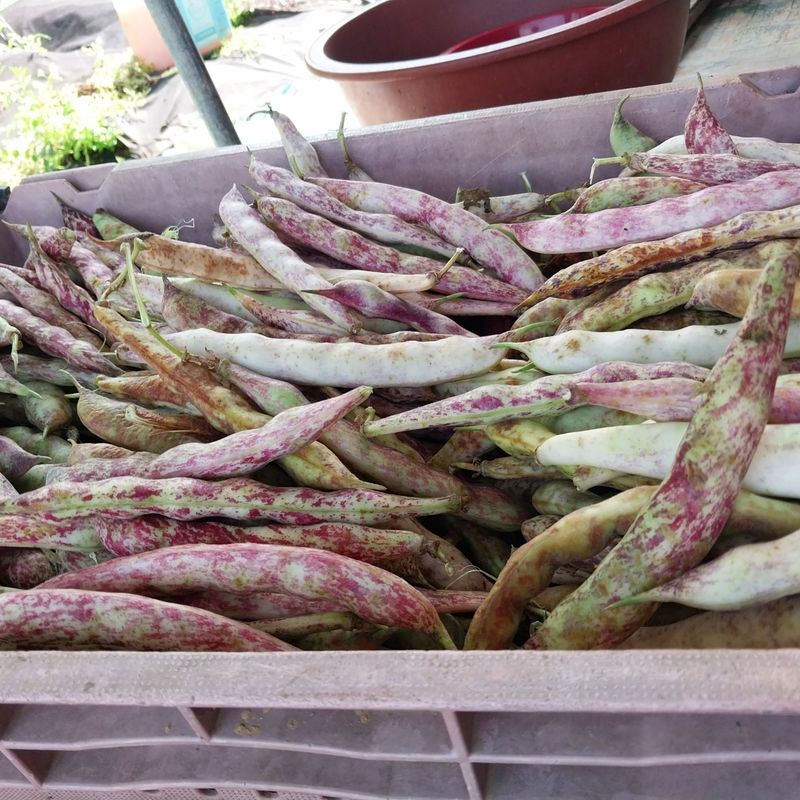 아로대추님의 장터 판매 상품 [판매완료넝쿨 호랑밤콩 판매합니다] 첨부 사진