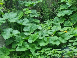 농사는보물이다님의 내 농사 경력 자랑하기 · 참여 작성글 사진