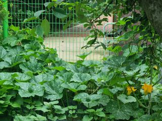 농사는보물이다님의 내 농사 경력 자랑하기 · 참여 작성글 사진