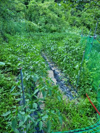 농사는보물이다님의 내 농사 경력 자랑하기 · 참여 작성글 사진