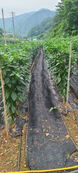 팜모닝 고추·일상 게시글 이미지