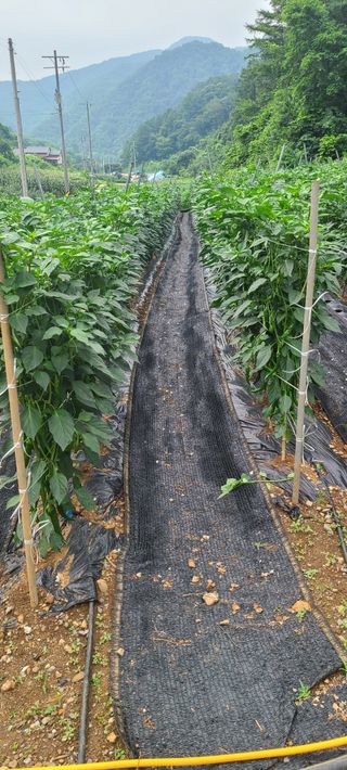 평창분홍님의 고추 · 일상 작성글 사진