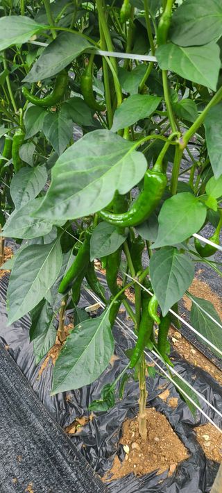 평창분홍님의 고추 · 일상 작성글 사진