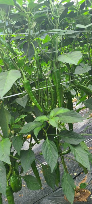 평창분홍님의 고추 · 일상 작성글 사진