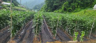 평창분홍님의 고추 · 일상 작성글 사진