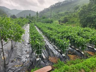 이덕수님의 고추 · 일상 작성글 사진