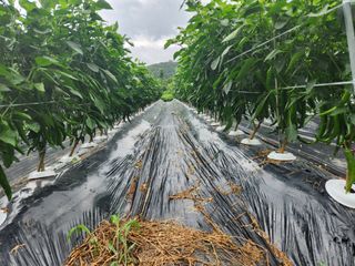 이덕수님의 고추 · 일상 작성글 사진