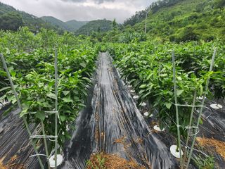 이덕수님의 고추 · 일상 작성글 사진