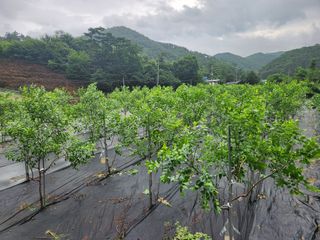 이덕수님의 고추 · 일상 작성글 사진