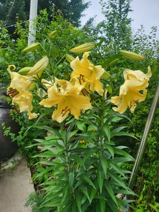 김경순님의 고추 · 일상 작성글 사진