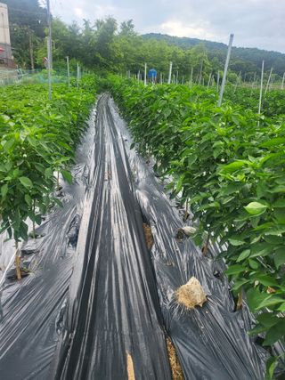 김경순님의 고추 · 일상 작성글 사진