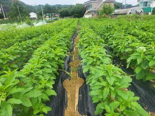 김경순님의 고추 · 일상 작성글 사진