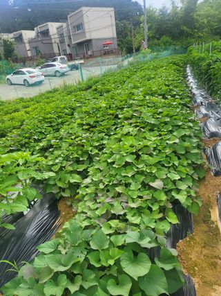 김경순님의 고추 · 일상 작성글 사진