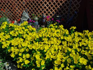 나래2040님의 매실 · 영농일지 작성글 사진