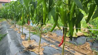 카리마님의 고추 · 비료•농약 작성글 사진