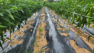 카리마님의 고추 · 비료•농약 작성글 사진