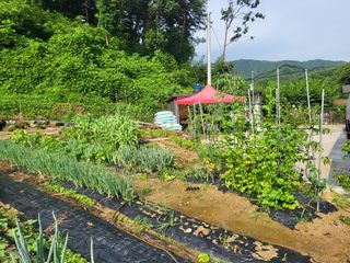 김현정님의 내 농사 경력 자랑하기 · 참여 작성글 사진