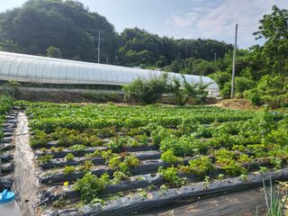 김현정님의 내 농사 경력 자랑하기 · 참여 작성글 사진