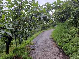 시골농부님의 감 · 자유게시판 작성글 사진