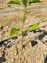 팜모닝 고추·병해충상담 게시글 이미지