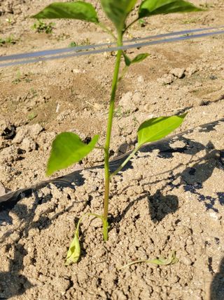 최창남님의 고추 · 병해충상담 작성글 사진