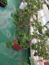 팜모닝 고추·일상 게시글 이미지