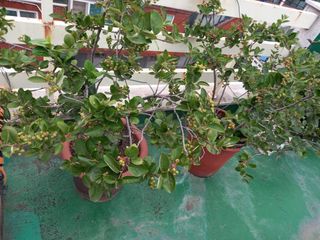 heon yeol님의 고추 · 일상 작성글 사진