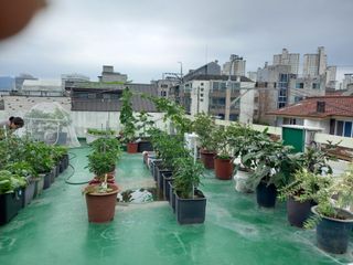 heon yeol님의 고추 · 일상 작성글 사진