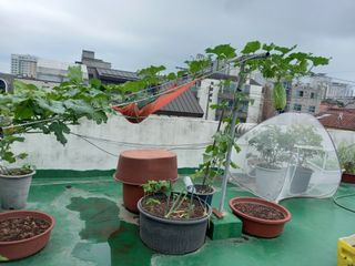 heon yeol님의 고추 · 일상 작성글 사진