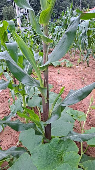 귀농 4년/지성훈님의 옥수수 · 자유게시판 작성글 사진