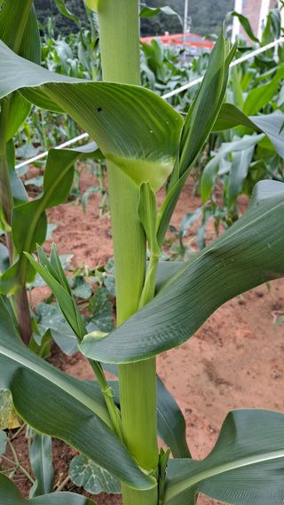 귀농 4년/지성훈님의 옥수수 · 자유게시판 작성글 사진