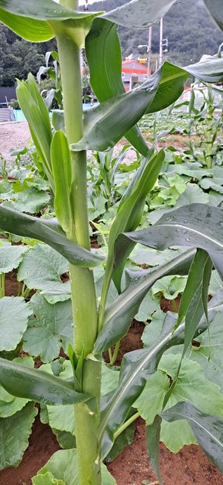 귀농 4년/지성훈님의 옥수수 · 자유게시판 작성글 사진