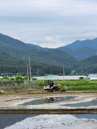 황금 소나무님의 내 농사 경력 자랑하기 · 참여 작성글 사진