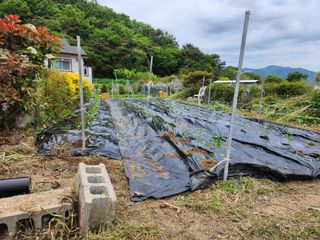 황금 소나무님의 내 농사 경력 자랑하기 · 참여 작성글 사진